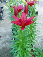 [1713 Navidad Mak No02.JPG]